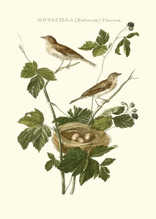 Framed Nozeman White Throat Blackberry Print