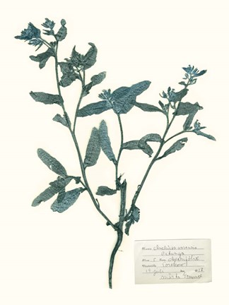 Framed Pressed Flowers in Spa III Print