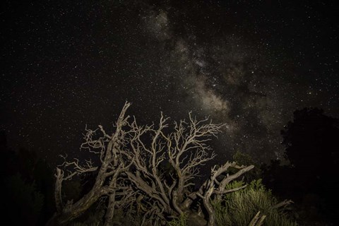 Framed Stargazer Print