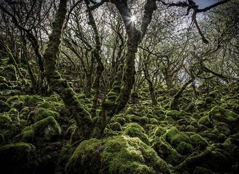 Framed Mossy Forest 6 Print
