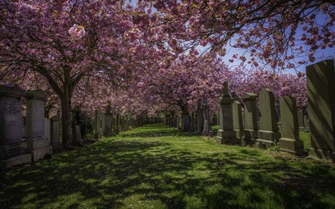 Framed Cherry Blossem 2 Print