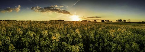 Framed Rapeseed Field Print