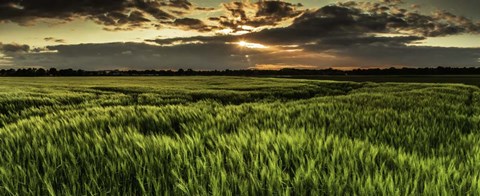 Framed Weadfield Print