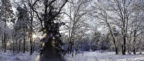 Framed Falling Snow Print