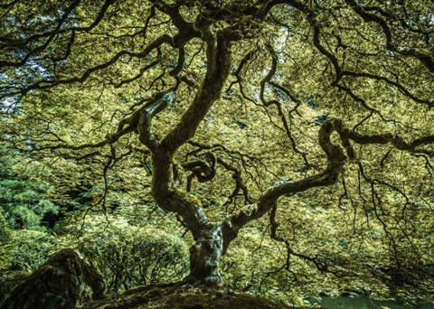 Framed Maple Tree 3 Print