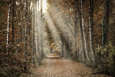 Framed Autumn Sun Print