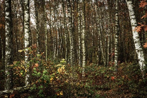 Framed Autumn Sun 3 Print