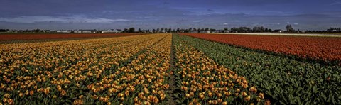 Framed Tulip Field Print