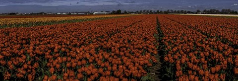 Framed Tulip Field 2 Crop Print