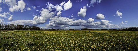 Framed Yellow Flower Field Print