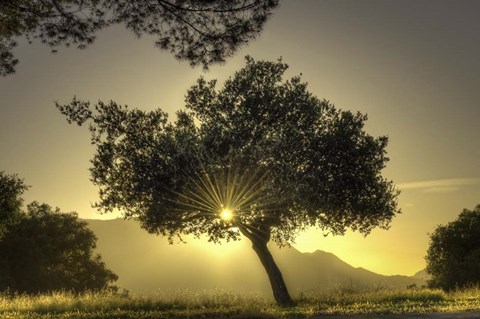 Framed Sunburst Through a Tree Los Angeles Print
