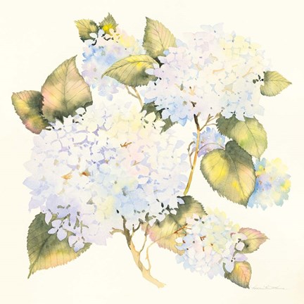 Framed Hydrangeas Print