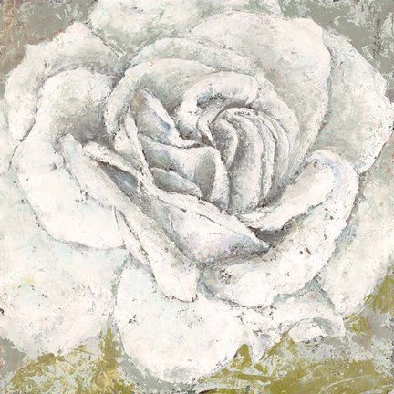Framed White Rose Blossom Square Print
