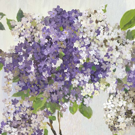 Framed Summer Hydrangea II Print