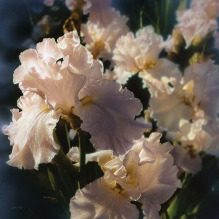 Framed Bearded Iris Print