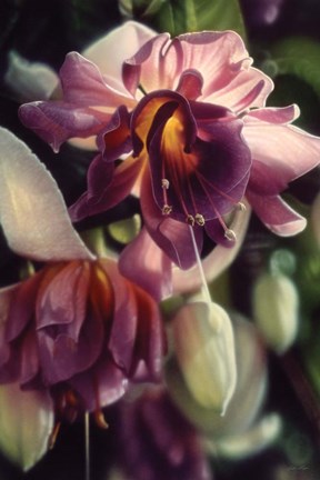 Framed Fuchsia Print