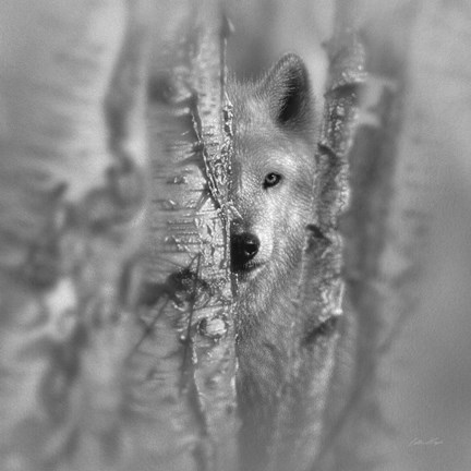 Framed Wolf - Focused - B&amp;W Print