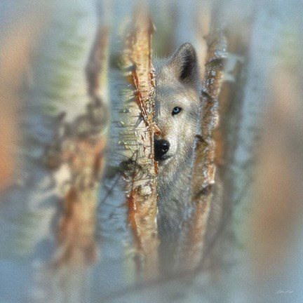 Framed Wolf - Focused Print