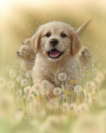 Framed Golden Retriever Puppy - Dandelions Print