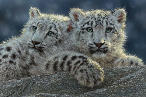 Framed Snow Leopard Cubs Print