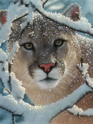 Framed Cougar - Silent Encounter Print