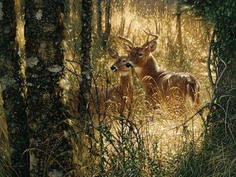 Framed Whitetail Deer - A Golden Moment - Horizontal Print