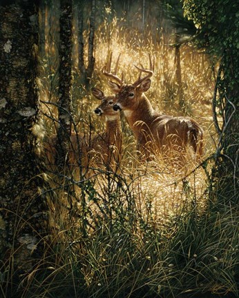 Framed Whitetail Deer - A Golden Moment Print