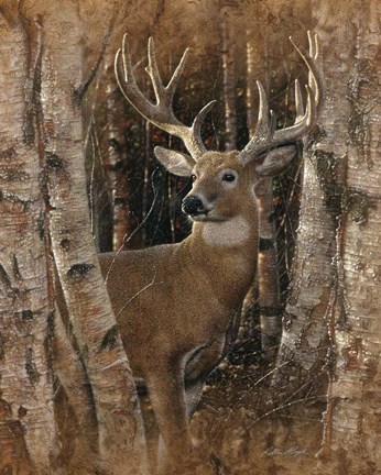Framed Whitetail Deer - Birchwood Buck Print