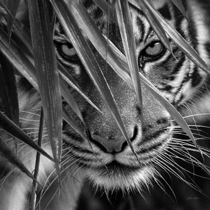 Framed Tiger - Blue Eyes Bamboo - B&amp;W Print