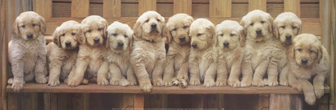 Framed Puppy Squeeze Print