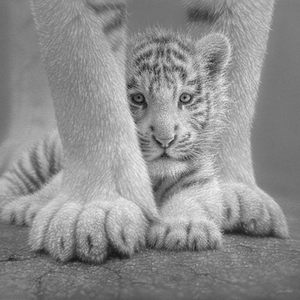 Framed White Tiger Cub - Sheltered - B&amp;W Print
