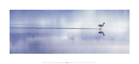 Framed Elegant Avocet Print