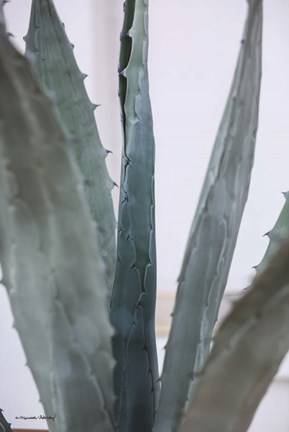 Framed Cactus Close View Print