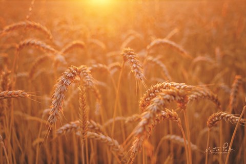 Framed Golden Morning Print