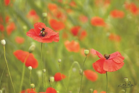 Framed Filed of Poppies Print