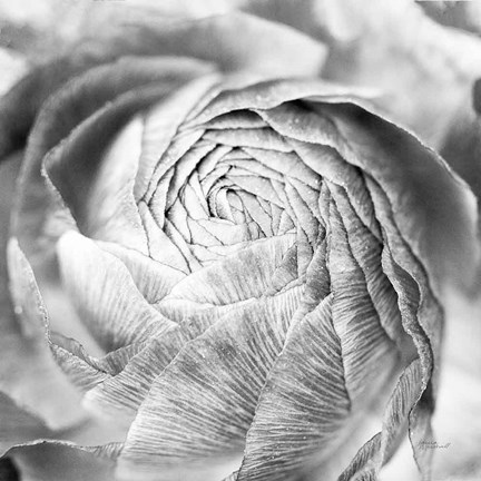 Framed Ranunculus Abstract II BW Light Print