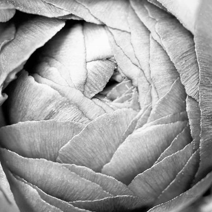 Framed Ranunculus Abstract III BW Light Print