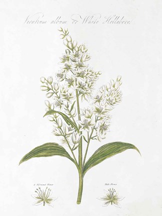 Framed Botany Book XI White Green Print