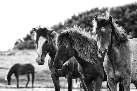 Framed Horses Three Print