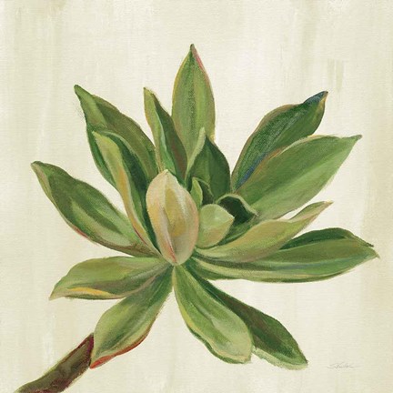 Framed Front Yard Succulent I Print