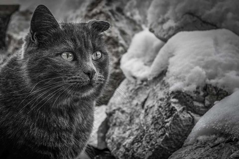 Framed Cat and the Snow Print