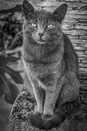 Framed Cat Sitting on Rock Print