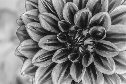 Framed Monochrome Flower 70 Print