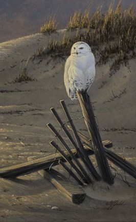 Framed Dune Watcher - Snowy Owl Print