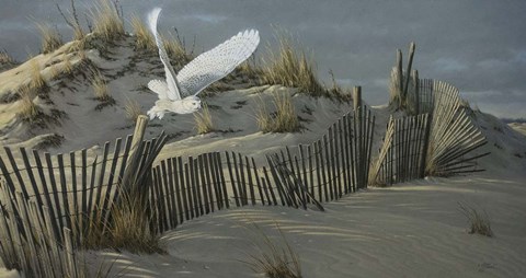 Framed Launch - Snowy Owl Print