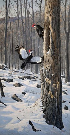 Framed Swooping In - Pileated Woodpeckers Print