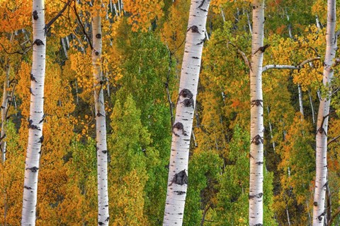 Framed Lines Of Grace Print