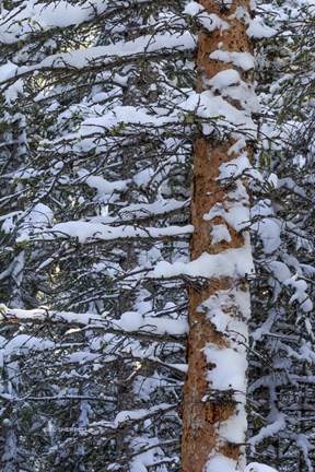 Framed Out On A Limb Print