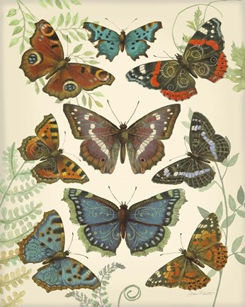 Framed Butterfly Plate 4 Print