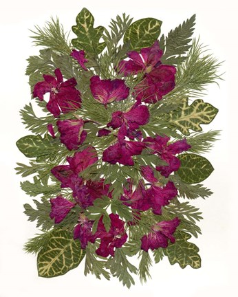 Framed Dried Pelargonium Print